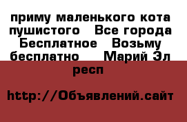 приму маленького кота пушистого - Все города Бесплатное » Возьму бесплатно   . Марий Эл респ.